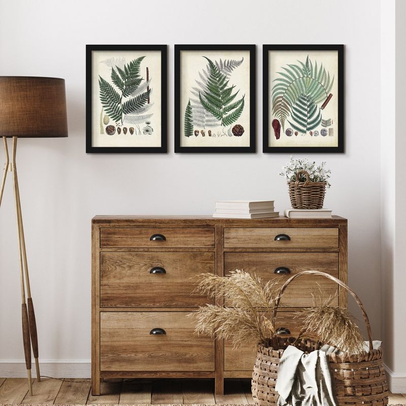 Americanflat Farmhouse Botanical (Set Of 3) Collected Ferns By Pi Creative Art Black Framed Triptych Wall Art Set, 3 of 4