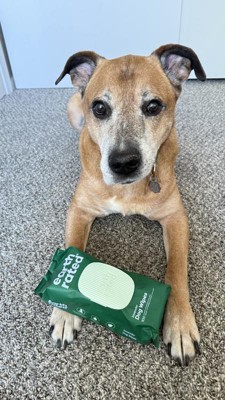 Dog wipes target best sale