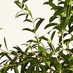 apple green