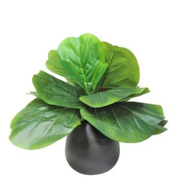 15" x 12" Artificial Fig Plant in Ceramic Vase Black - LCG Florals