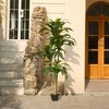 DR.Planzen 4-6FT Artificial Dracaena Tree with Realistic Leaves - Faux Indoor/Outdoor Plant, Tall Fake House Plant for Tropical Home Decor - 2 of 4