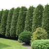 National Plant Network Live Outdoor Green Giant Arborvitae Plant - 1ct 1gal - 3 of 4