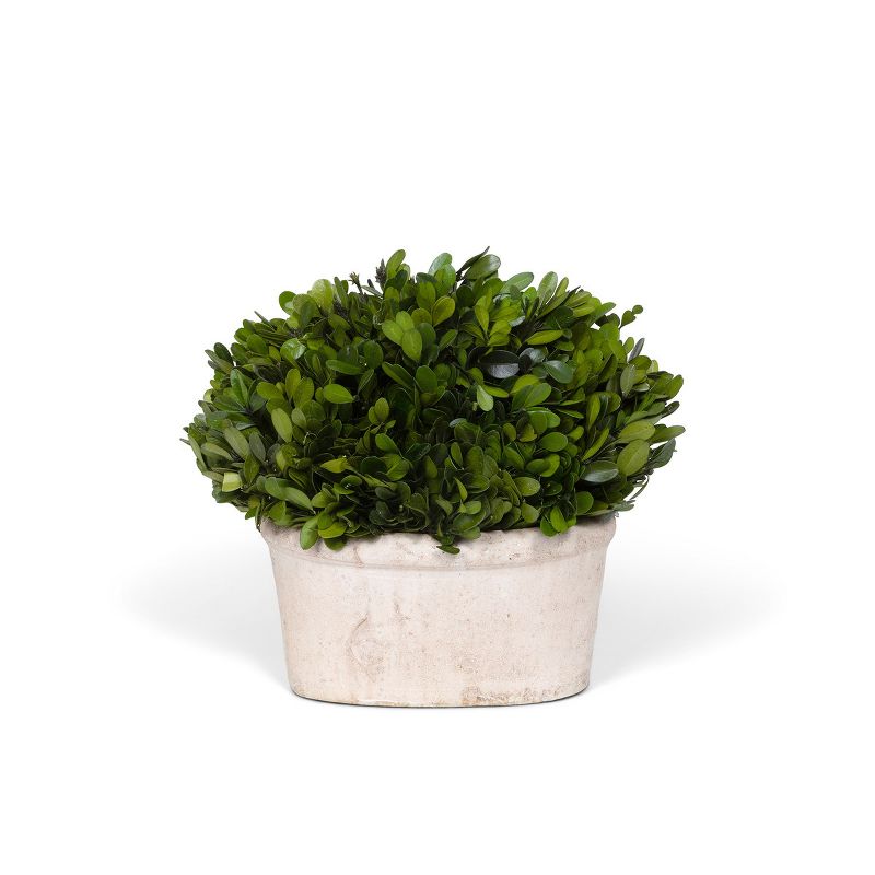 Park Hill Collection Potted Oval Preserved Boxwood Small, 1 of 5