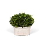 Park Hill Collection Potted Oval Preserved Boxwood Small