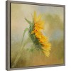 Amanti Art Fading Sunflower by Gaille Gray Canvas Wall Art Print Framed 16 x 16-in. - 3 of 4