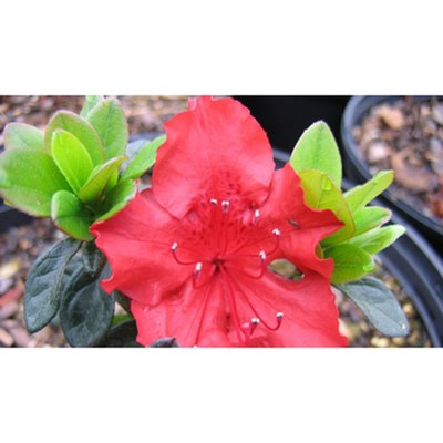 2.5qt Hot Shot Azalea Plant with Red Blooms - National Plant Network