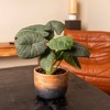 Live 6" Alocasia Maharani Potted Houseplant - 3 of 3