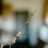 Sullivans Artificial Pussywillow Stem 44" Green - 2 of 4