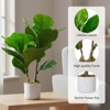 15.7" Artificial Fiddle Leaf Fig Tree 2-Pack, Faux Ficus Lyrata in White Planters, Indoor Decorative Fake Plant for Home & Office - 2 of 4