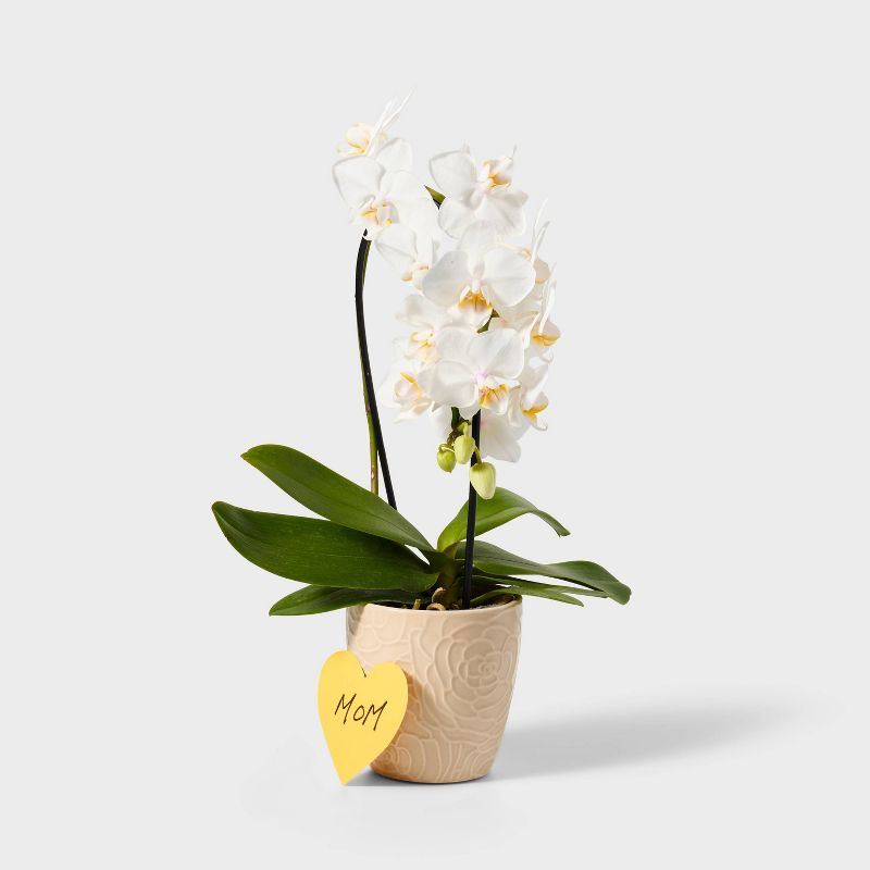 Live 3&#34; White Waterfall Orchid Houseplant - Spritz&#8482;, 2 of 5
