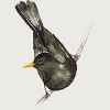 Junior's Design By Humans Blackbird watercolor By Bwiselizzy T-Shirt - 2 of 3