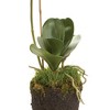 Plum & Post Phalaenopsis Orchid Faux (Fake) Drop-In 26" - 3 of 4