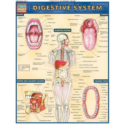 Digestive System - (Quickstudy: Academic) by  Vincent Perez (Poster)