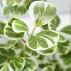 Artificial Ficus Tree - Large Lifelike Fake Plant with Shiny Leaves for Living Room, Office, Bedroom Decor - Housewarming Gift - 3 of 4