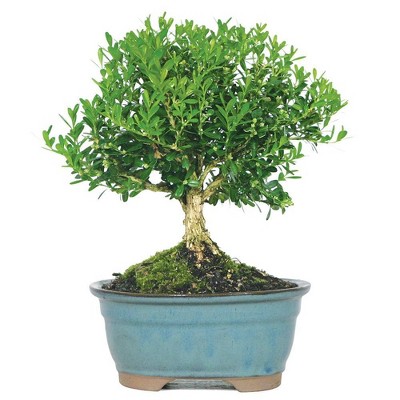 Harland Boxwood Outdoor Live Plant - Brussel's Bonsai