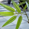 DR.Planzen 6FT Artificial Bamboo Tree with 24 Realistic Stems - Faux Indoor/Outdoor Floor Plant for Home Decor - Tall Fake Tree House Plant in Green - 4 of 4