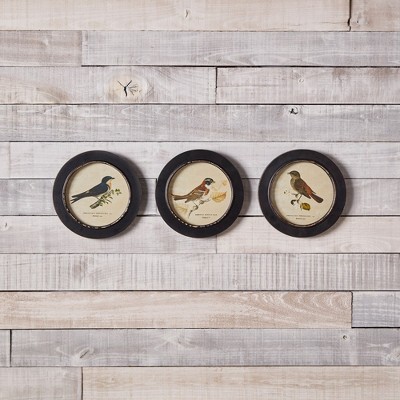 Set of 3 Black Framed Encyclopedia Bird Prints