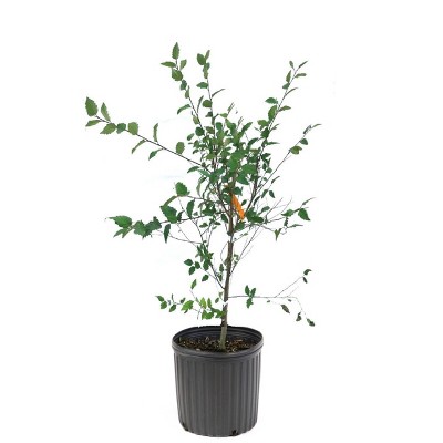 2.25gal River Birch Tree - National Plant Network