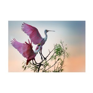 Canvas Wall Art - Phillip Chang 'Two Roseate Spoonbills' Wall Art for Living Room, Bedroom, or Office Décor by Trademark Fine Art - 19 x 12 Inches - 1 of 4