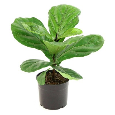 10" Fiddle Leaf Fig Plant - National Plant Network