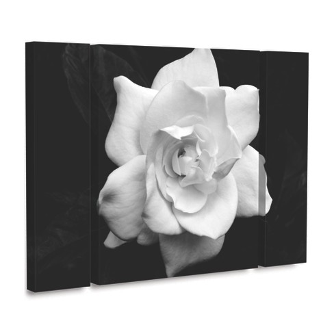 Trademark Fine Art -kurt Shaffer 'gardenia In Black And White' Multi ...