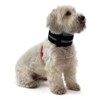 Bite Not Cat Collar 3"W X 15"L - 3 of 4