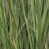 Artificial Onion Grass Potted Plant - Faux Greenery for Indoor Home Decor - Realistic Fake Reeds for Modern Farmhouse - 4 of 4