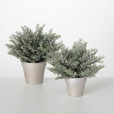 10.5"H & 12.5"H Sullivans Artificial Christmas Potted White Bubble Cedar Set of 2, Green, Indoor Christmas Decor