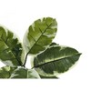 Gulches 52in Artificial Rubber Tree in Black Pot Green Real Touch Leaves Indoor Faux Floor Plant for Home Office Decor - 3 of 4
