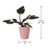 Live 5" Pink Princess (Philo) Houseplant in Pink Planter - 4 of 4