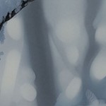 harvest pine