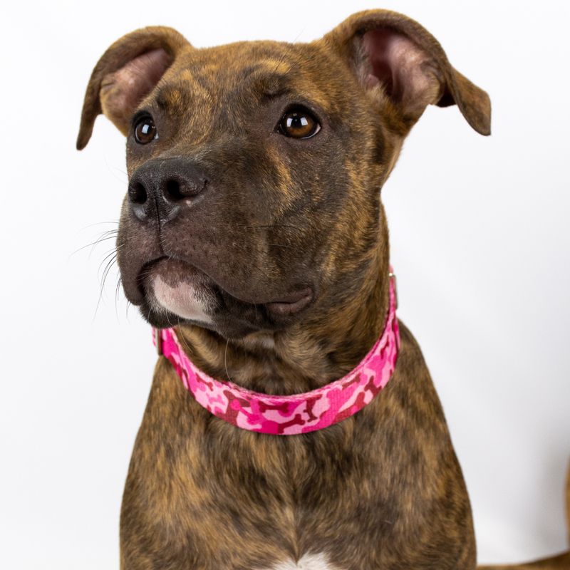 Country Brook Petz Premium Pink Bone Camo Dog Collar, 2 of 7