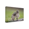 Trademark Fine Art -Greg Barsh 'Friends Owls' Canvas Art - 4 of 4