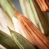 Sullivans Artificial 28" Fall Dried Okra Stem - Set of 3, Multicolored - 2 of 2