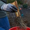 3ct Iris Siberica Claret Cup Roots - Van Zyverden - 2 of 3