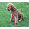 Country Brook Petz Deluxe Nylon Dog Leash, 6 Foot - 4 of 4