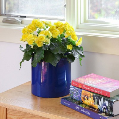 French Blue Galvanized Steel Cylinder Planter Pot