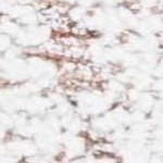 ivory/beige