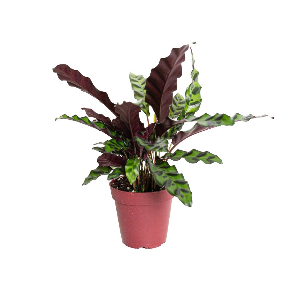 Live 4 Rattlesnake Calathea Houseplant in Grower Pot