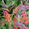 Buddleia Bi-Color - National Plant Network: Pollinator-Friendly Shrub, Full Sun Tolerance, 4" Nursery Pot - 2 of 4