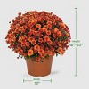 12" Garden Mum Plant - Good Little Garden™ - 4 of 4