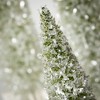 13"H  16"H & 19"H Sullivans Christmas Frosted Bottlebrush Trees Set of 3  Green-White - 2 of 4