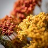 Sullivans Artificial 16.25" Warm Rustic Hued Yarrow Bush - Set of 2 - 2 of 4