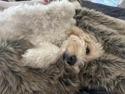 Guest review image 1 of 4, zoom in