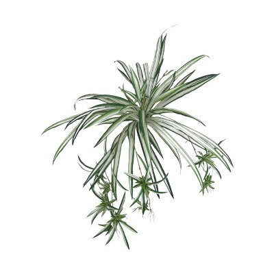 Floral Home 32" Wide Spider Plant with 60 Silk Fronds - 12-Piece