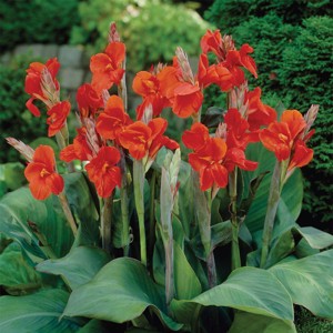 Van Zyverden 6ct Bulbs Cannas The President Red - 1 of 4