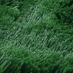 (usa) pure green