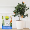 Soil Sunrise Citrus Tree Potting Soil Mix, for Indoor Oranges, Lemons, Limes and More - 2 of 4