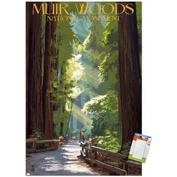 Trends International Lantern Press - Muir Woods Pathway Unframed Wall Poster Prints