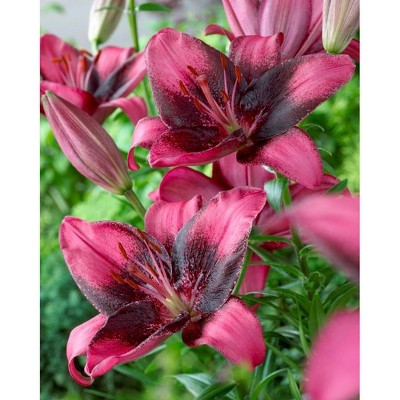 Van Zyverden Set of 7 Lilies Purple Eye Bulbs